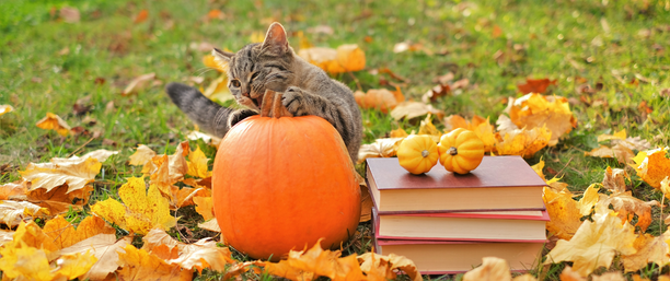 En höstbild med löv, böcker och en katt som leker med en orange pumpa. 
